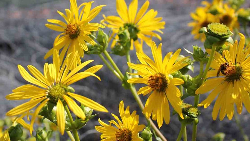 ต้น Silphium
